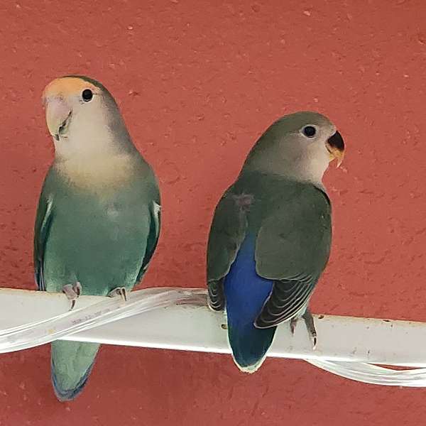 lovebird-for-sale