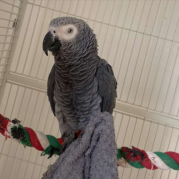 male-bird-for-sale-in-hyattsville-md