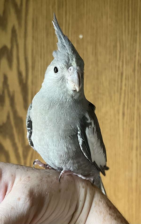 cockatiel-for-sale-in-new-cumberland-wv