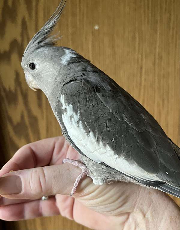 grey-white-bird-for-sale-in-new-cumberland-wv