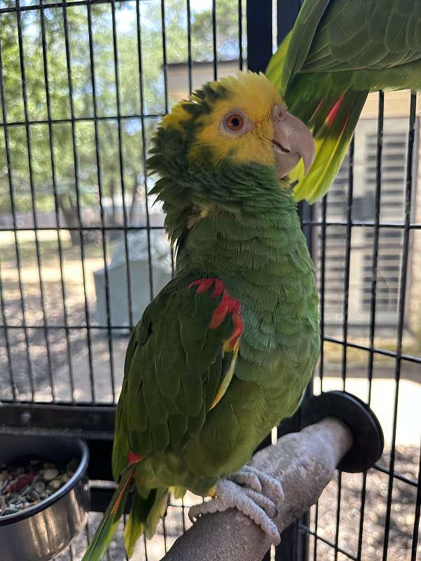amazon-parrot-for-sale-in-waco-tx