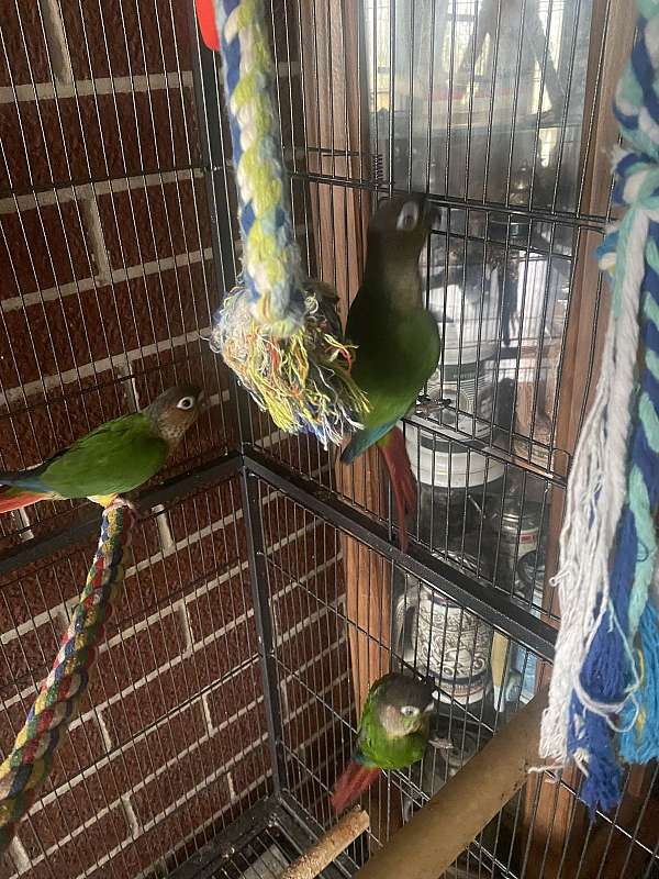 conure-for-sale-in-salem-oh