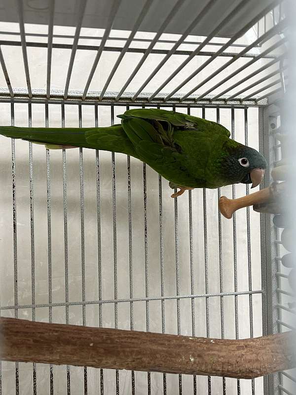 blue-crown-conure-for-sale-in-norcross-ga