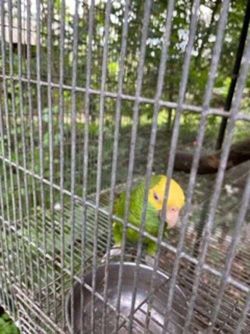 double-yellow-head-amazon-parrot-for-sale-in-dunnellon-fl