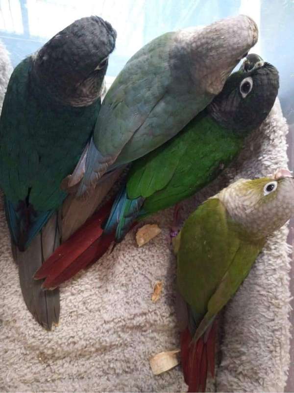 conure-green-cheek-conure-for-sale-in-dayton-oh