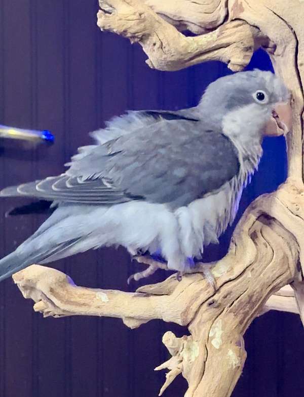 baby-young-cobalt-bird-for-sale