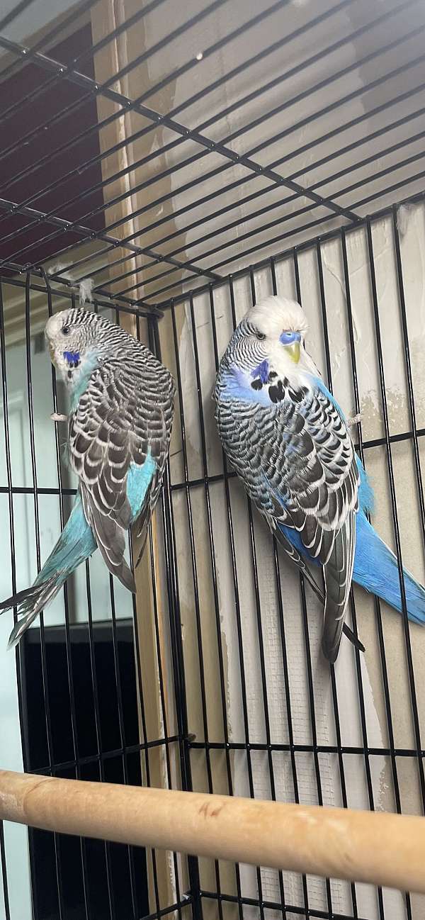 parakeet-for-sale-in-spencer-ma