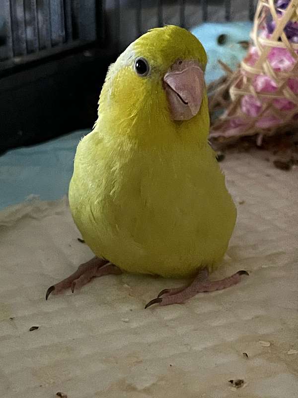 parrotlet-for-sale-in-sacramento-ca