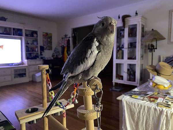 small-bird-for-sale