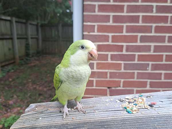 green-opal-quaker-parrots-for-sale