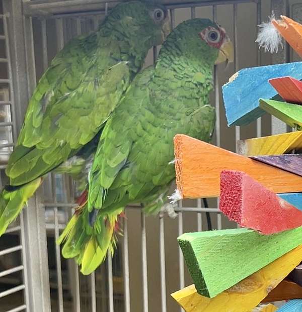 white-front-amazon-parrot-for-sale-in-gainesville-va