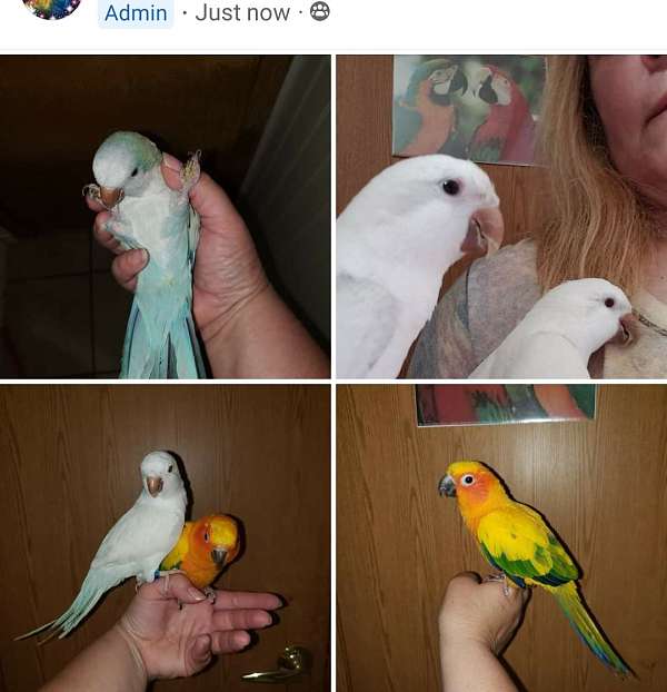 quaker-parrots-for-sale-in-allegan-mi