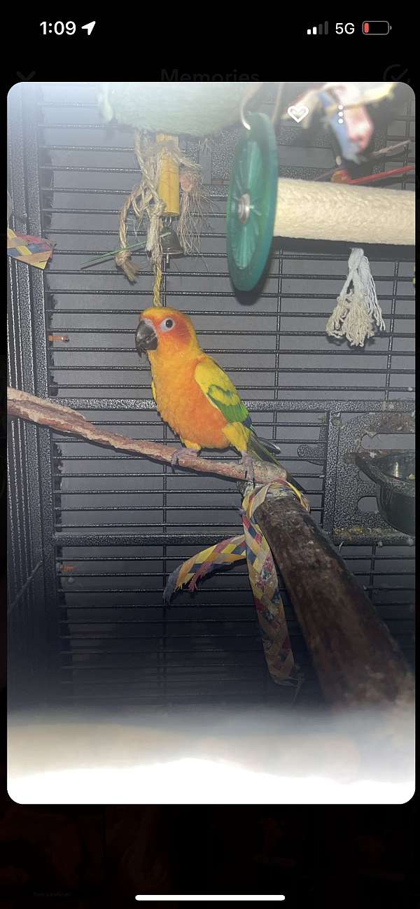 sun-conure-for-sale