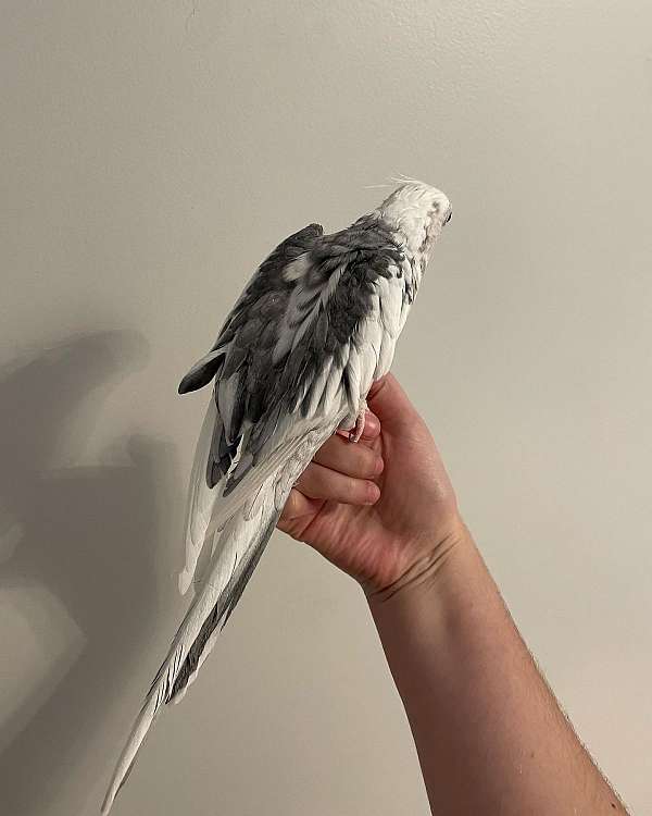 grey-pied-noisy-bird-for-sale