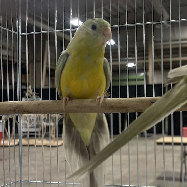 red-rumped-parakeet-for-sale-in-crosby-tx