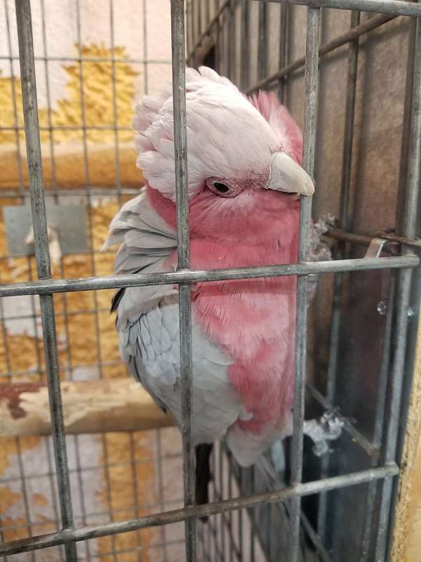 rose-breasted-cockatoo-for-sale-in-gore-ok