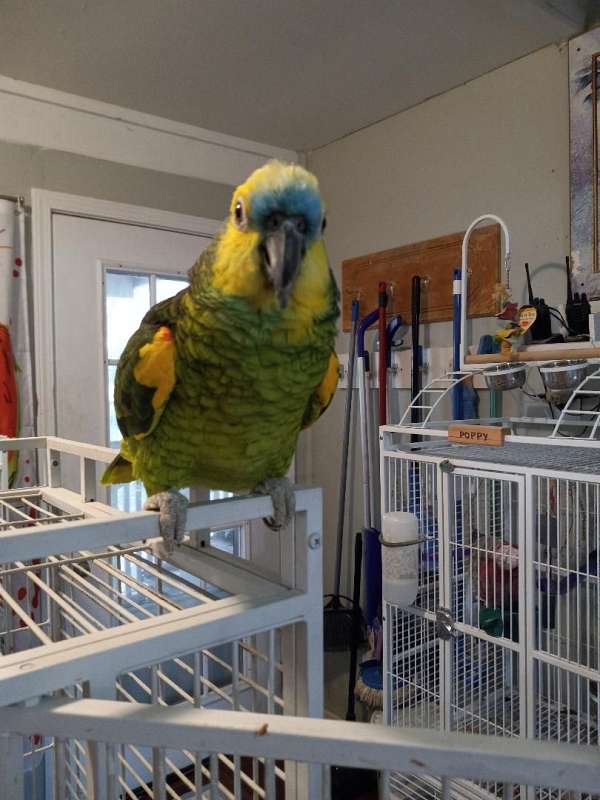 blue-front-amazon-parrot-for-sale-in-gore-ok
