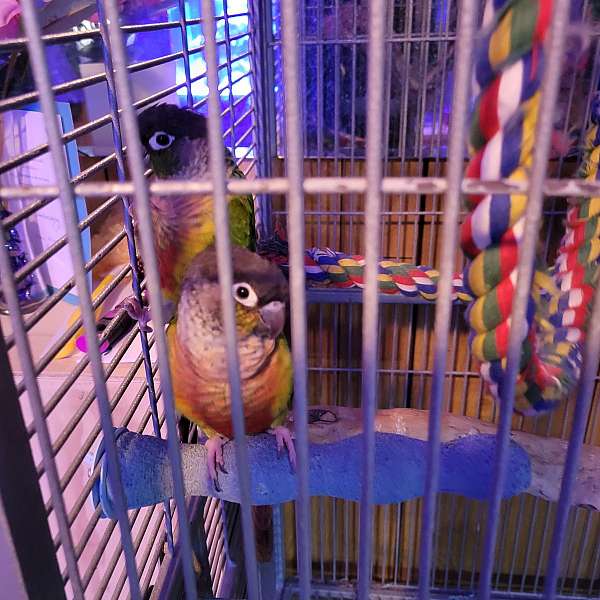 conure-for-sale-in-mentor-oh