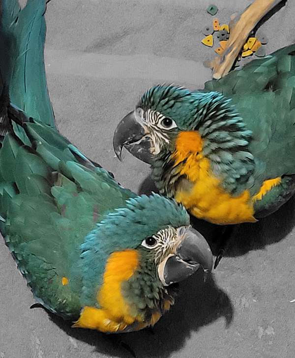 blue-throat-macaw-for-sale-in-dover-fl