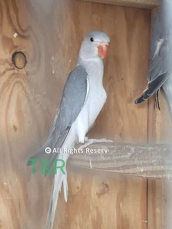 male-bird-for-sale-in-parker-co