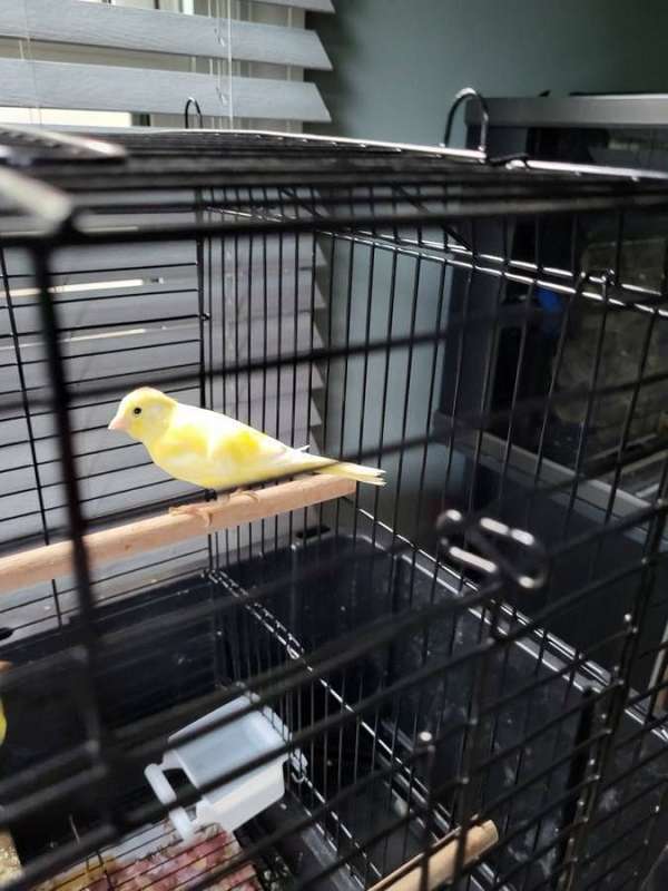 female-american-singer-canary-for-sale