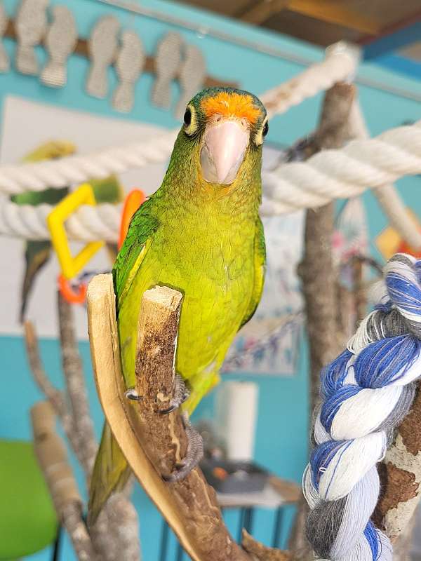 half-moon-conure-for-sale-in-kingsport-tn