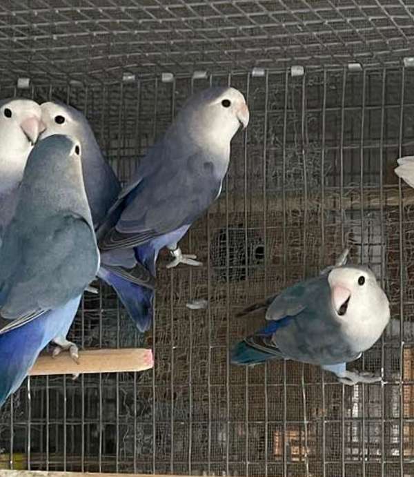 blue-white-bird-for-sale-in-orlando-fl