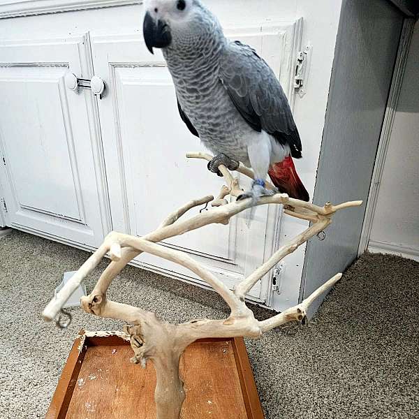 handfed-tame-bird-for-sale-in-irving-tx