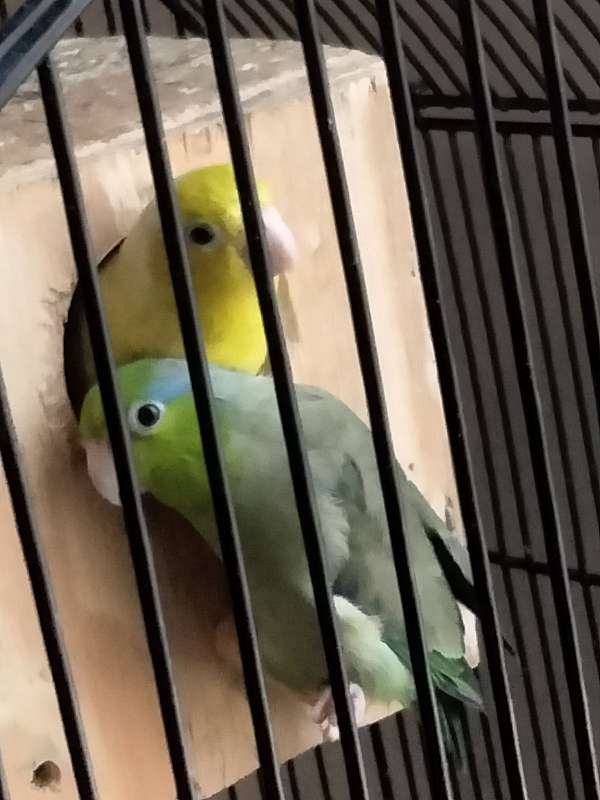 green-yellow-bird-for-sale-in-north-richland-hills-tx
