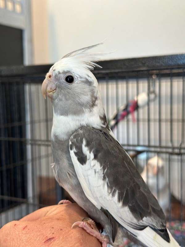 cockatiel-for-sale-in-the-dalles-or
