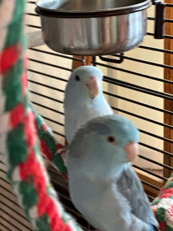 parrotlet-for-sale-in-the-dalles-or