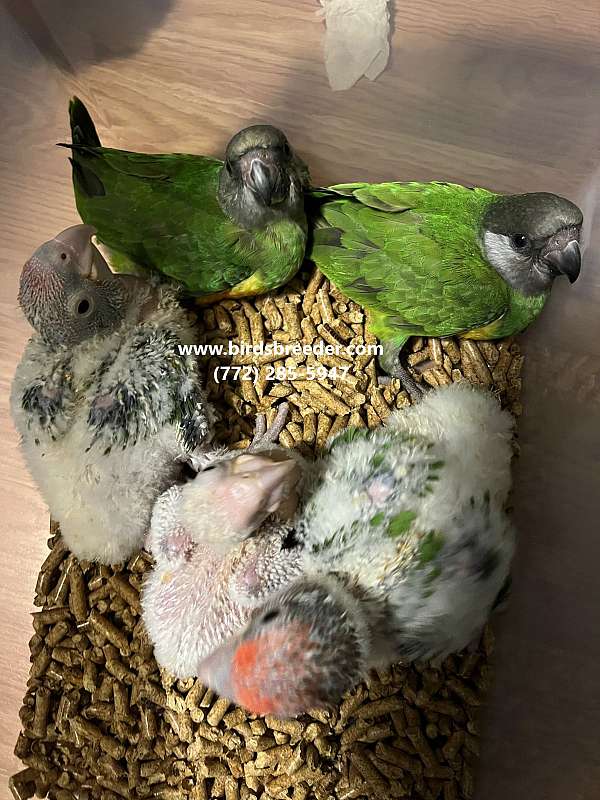 senegal-poicephalus-parrots-for-sale