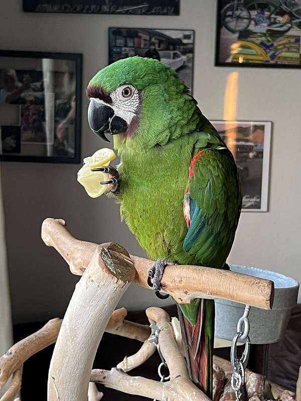 macaw-for-sale-in-pleasanton-ca