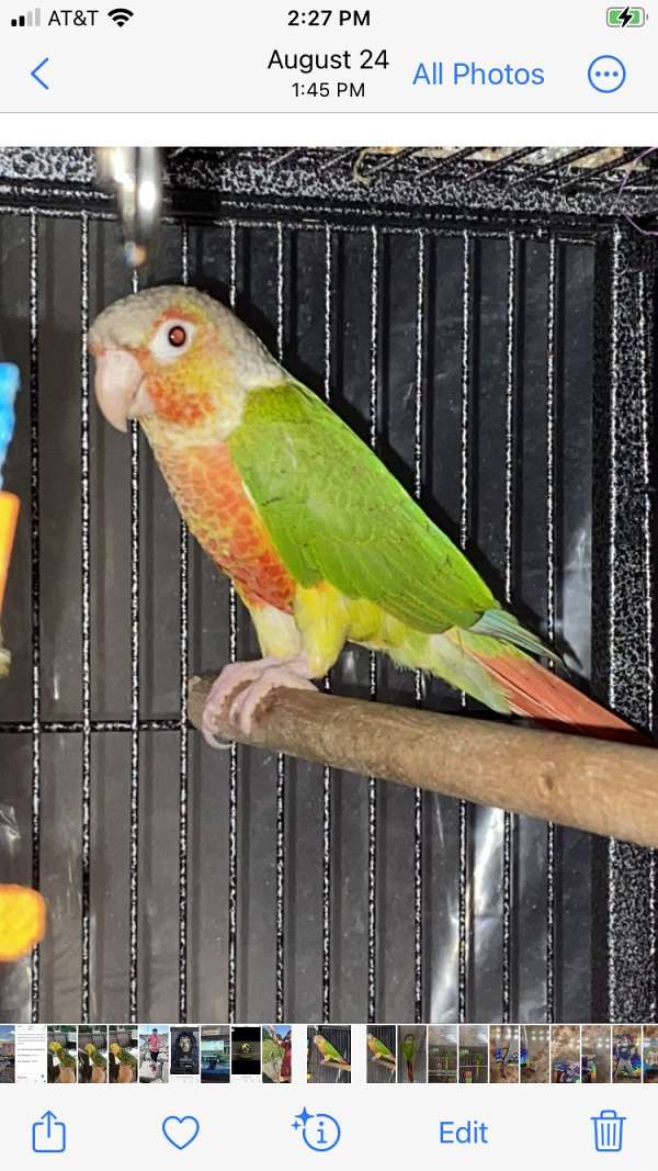 Black Cape red belly conure