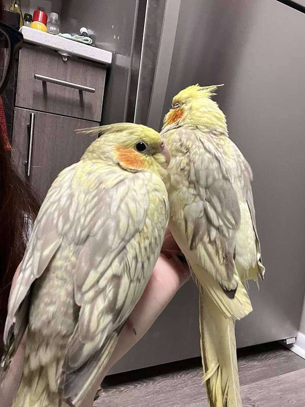 cockatiel-for-sale