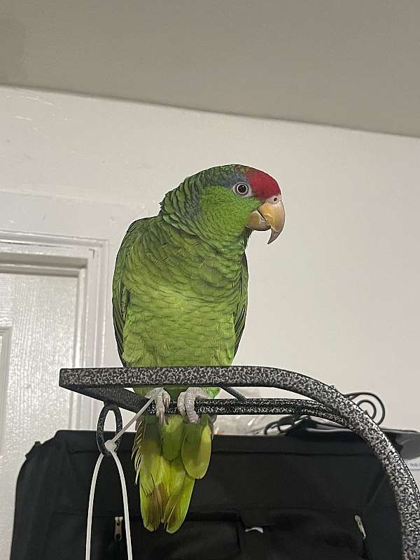 red-head-amazon-parrot-for-sale