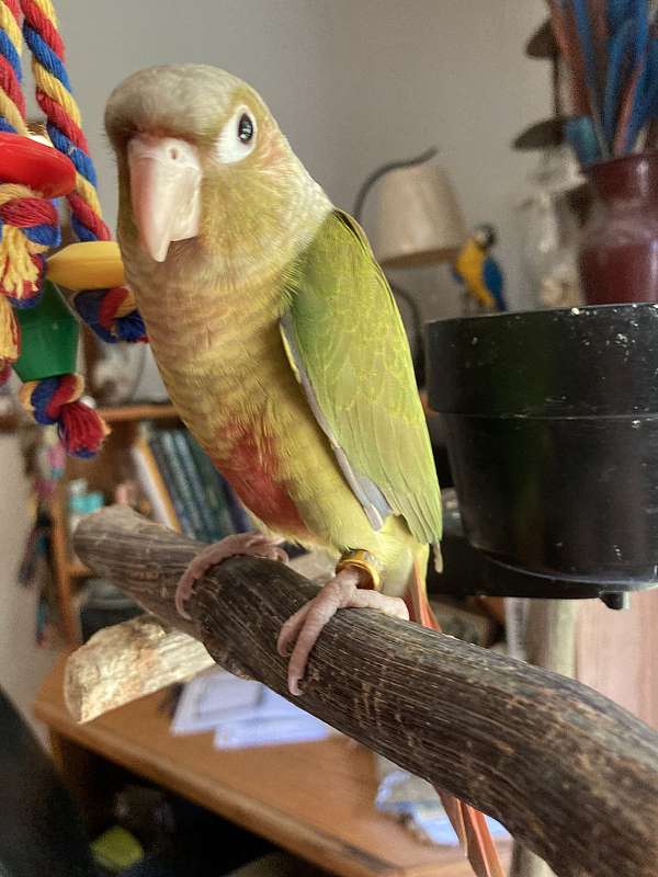 green-cheek-conure-for-sale