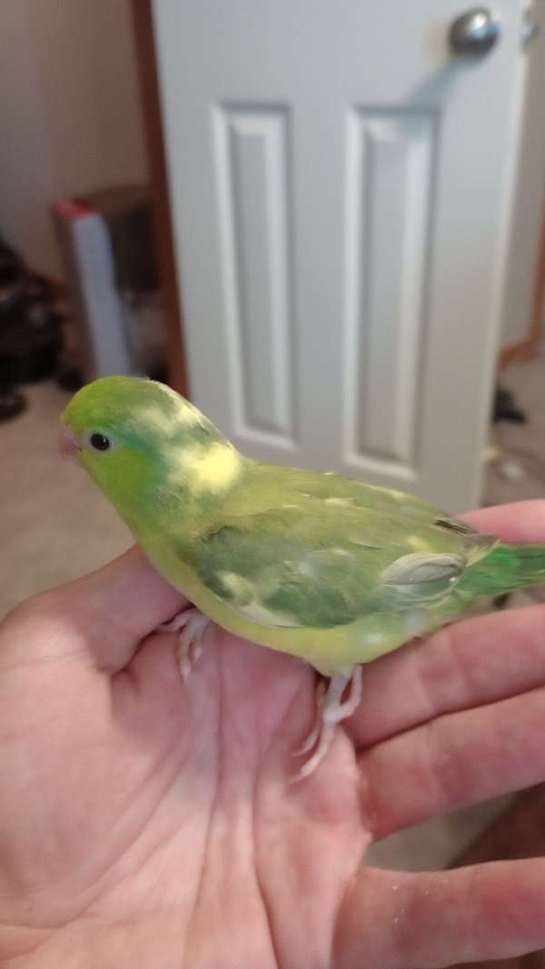 parrotlet-for-sale-in-gardner-ks