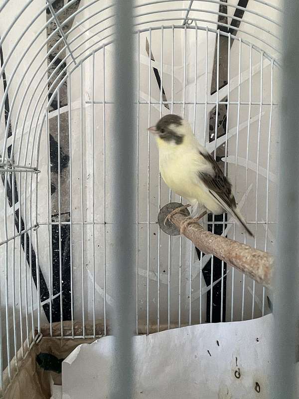 american-singer-canary-for-sale