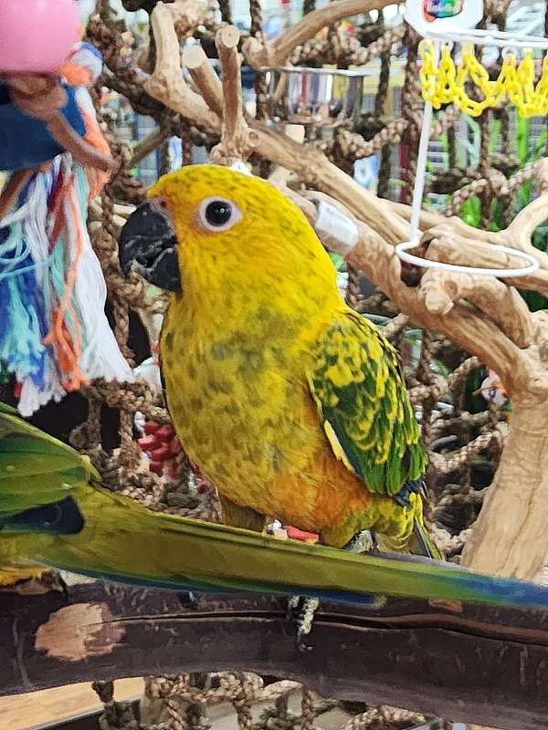 conure-for-sale