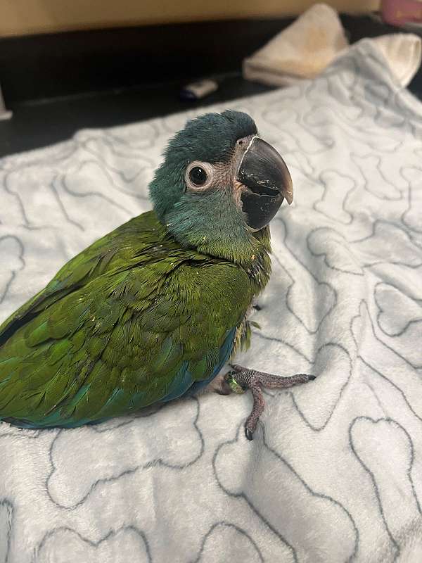 blue-green-macaw-for-sale