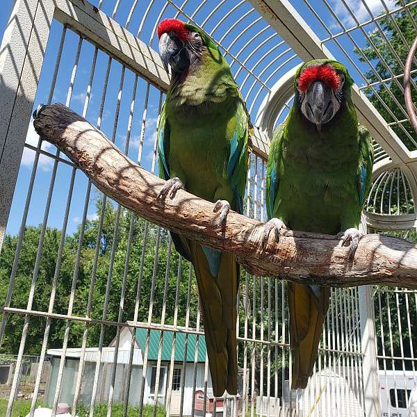military-macaw-for-sale-in-allegan-mi