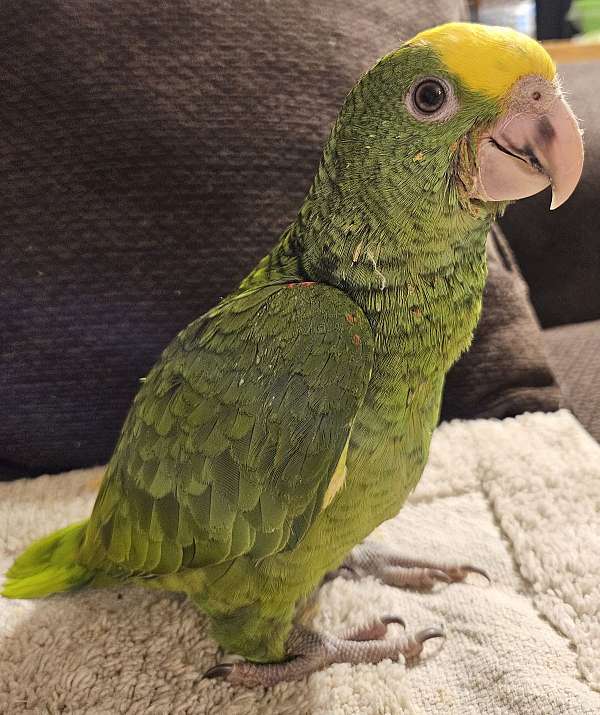 yellow-crown-amazon-parrot-for-sale-in-cynthiana-ky