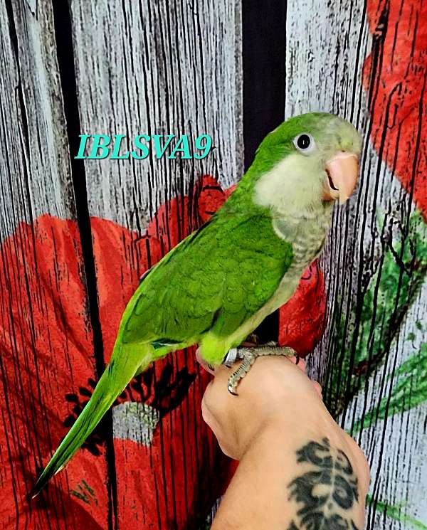 gold-green-parakeet-for-sale