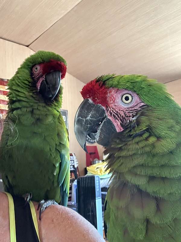 macaw-military-macaw-for-sale-in-florida