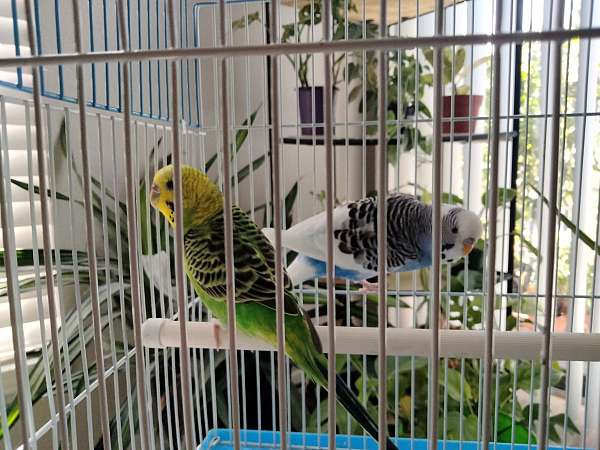 parakeet-for-sale-in-north-richland-hills-tx