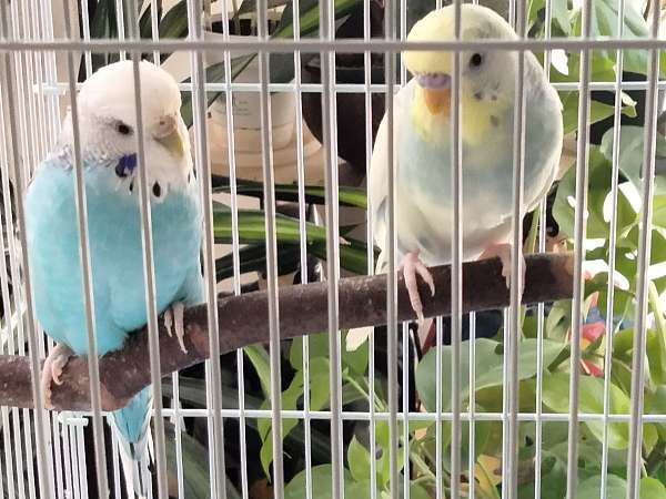 bonded-pair-wild-parakeet-for-sale