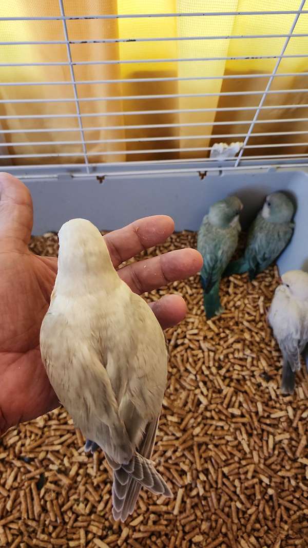 quaker-parrots-for-sale