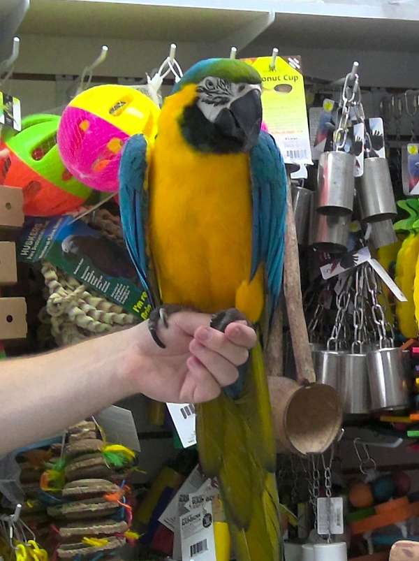 exotic-pet-blue-gold-macaw-for-sale