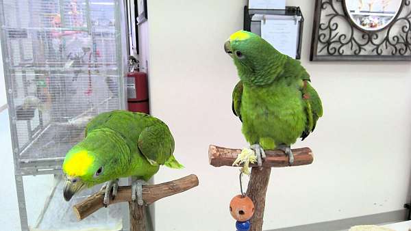 panama-amazon-parrot-for-sale